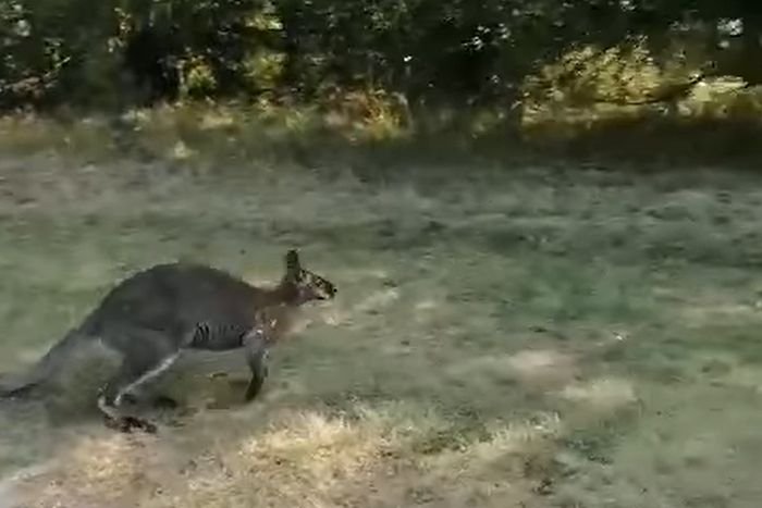 Race on to save lost kangaroo called Luluś after he was spotted hopping around a ‘wolf forest’