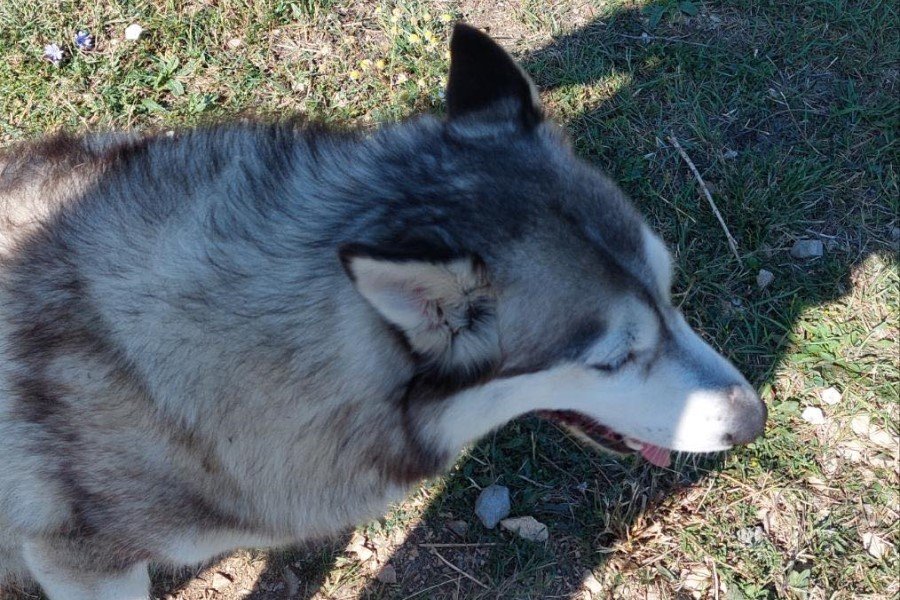 World Anti-Rabies Day
