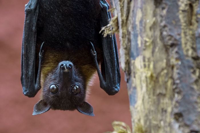 First-of-its-kind study reveals surge in Warsaw’s BAT population, but don’t be afraid say experts