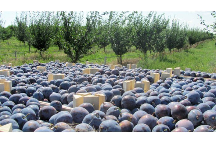 Moldova important player on market of plums from EU - PHOTOS