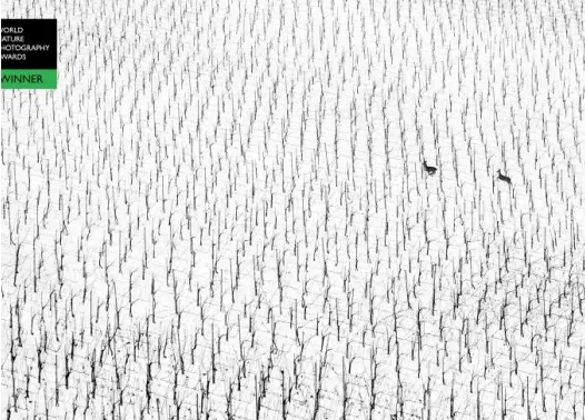 Puhek wins world nature photographer of the year