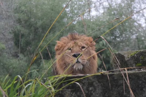 Ljubljana Zoo welcomes majestic lion Raman
