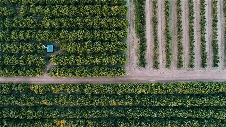 Rural Shift Key to Food Security
