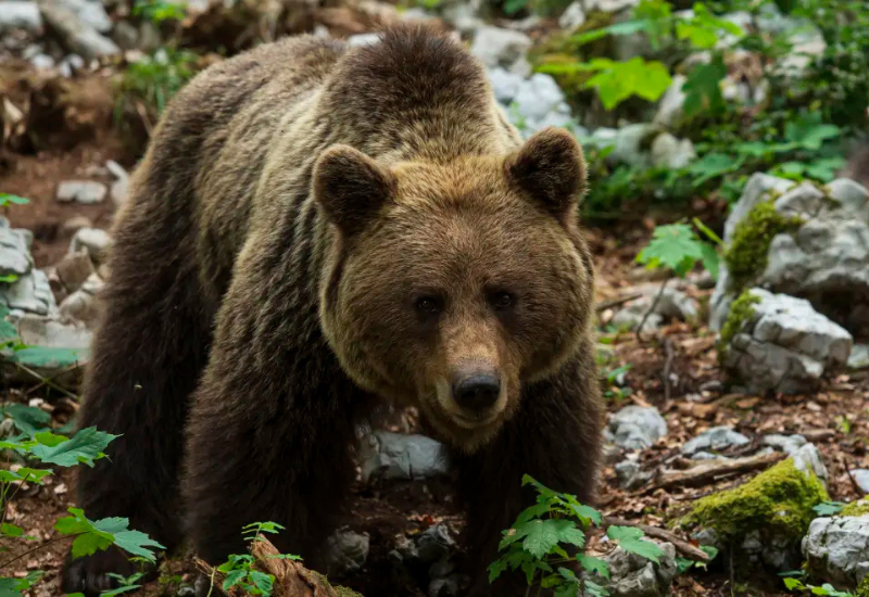 Woman in critical condition after bear attack