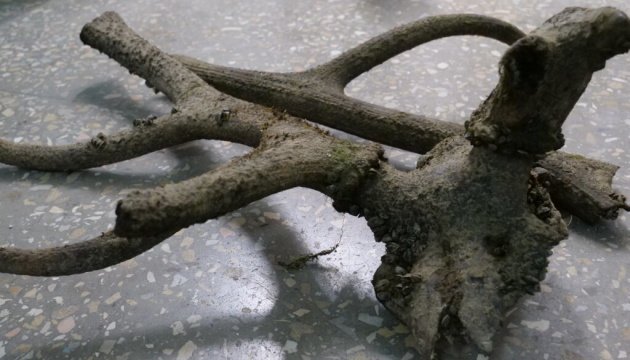 Ancient red deer antlers discovered on Ukraine's Khortytsia Island