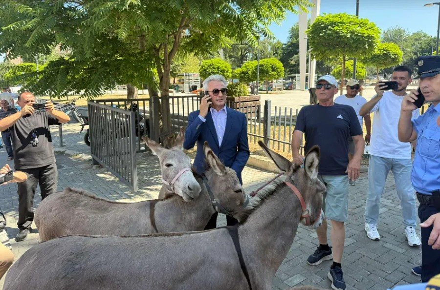Donkeys Symbolize Stubbornness in Kosovo Political Deadlock Protest