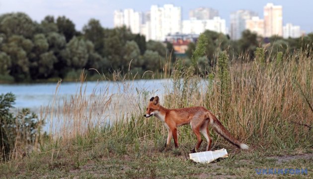 Ukraine vaccinates over 2.4 million animals
