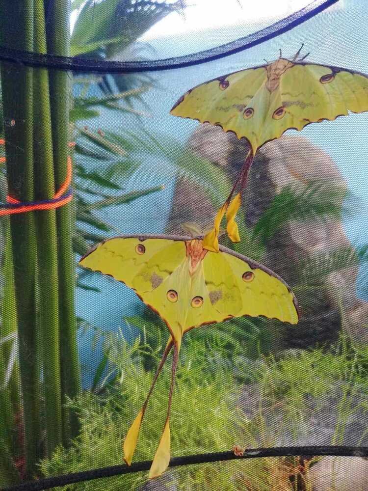 Rare African Moon Moths Hatch in Plovdiv Museum