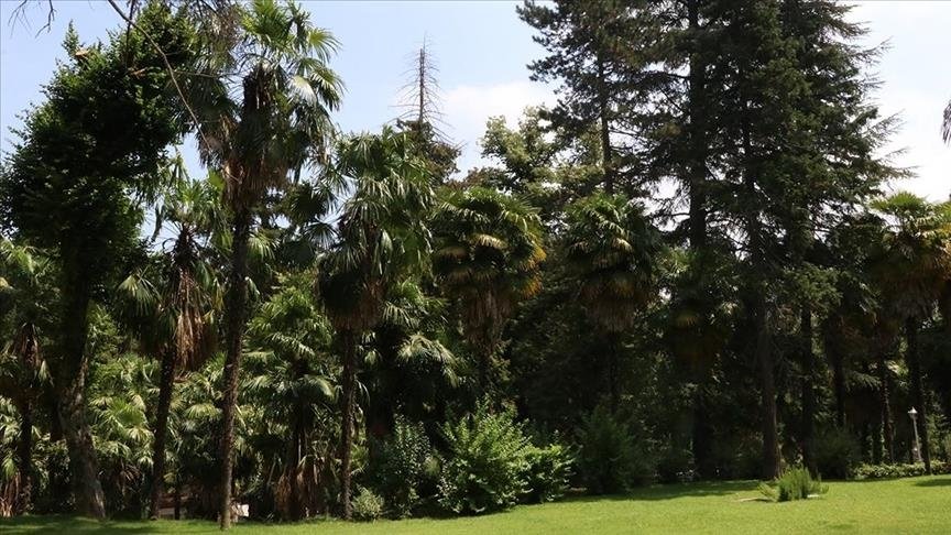 Türkiye’s First Living Tree Museum Marks 96 Years