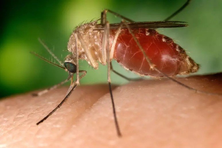 Woman in Lazio Dies from West Nile Virus