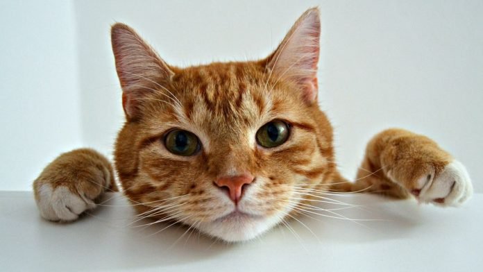 Shocking discovery: Cats develop Alzheimer’s-like dementia, study finds