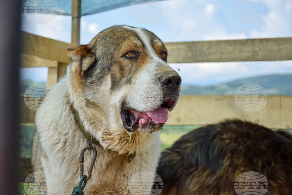 Shops in Sofia Join Dog Day Festivities