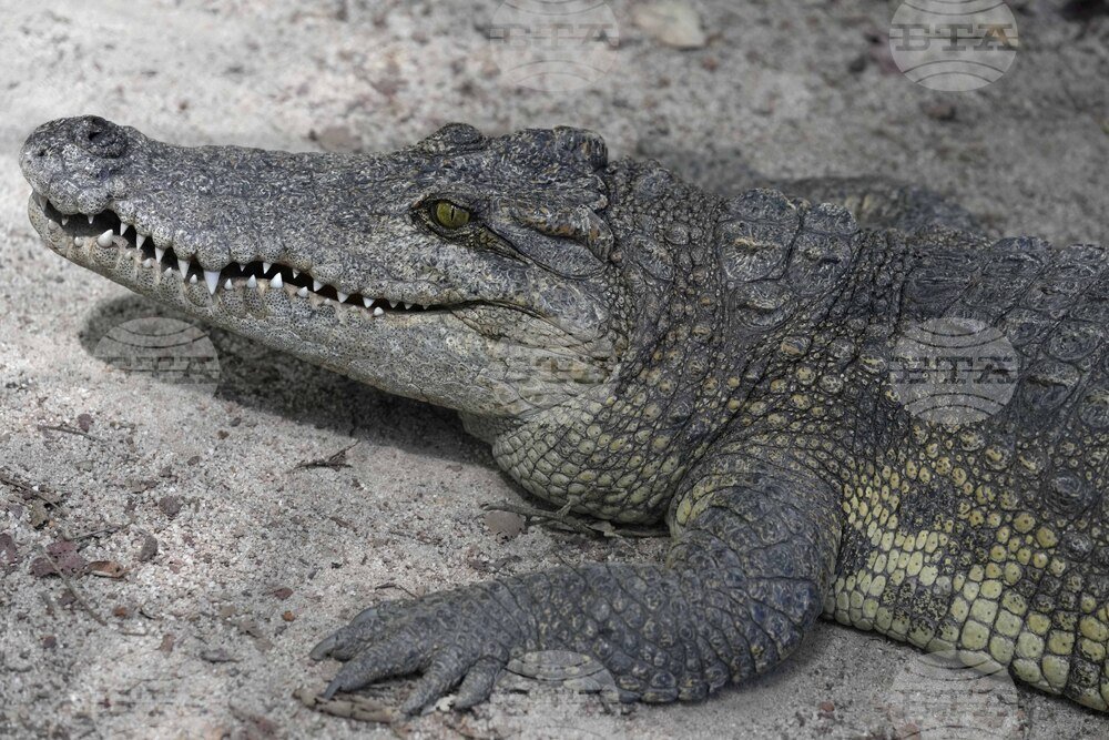 Paleontologists Uncover 70-Million-Year-Old Superpredator Fossil