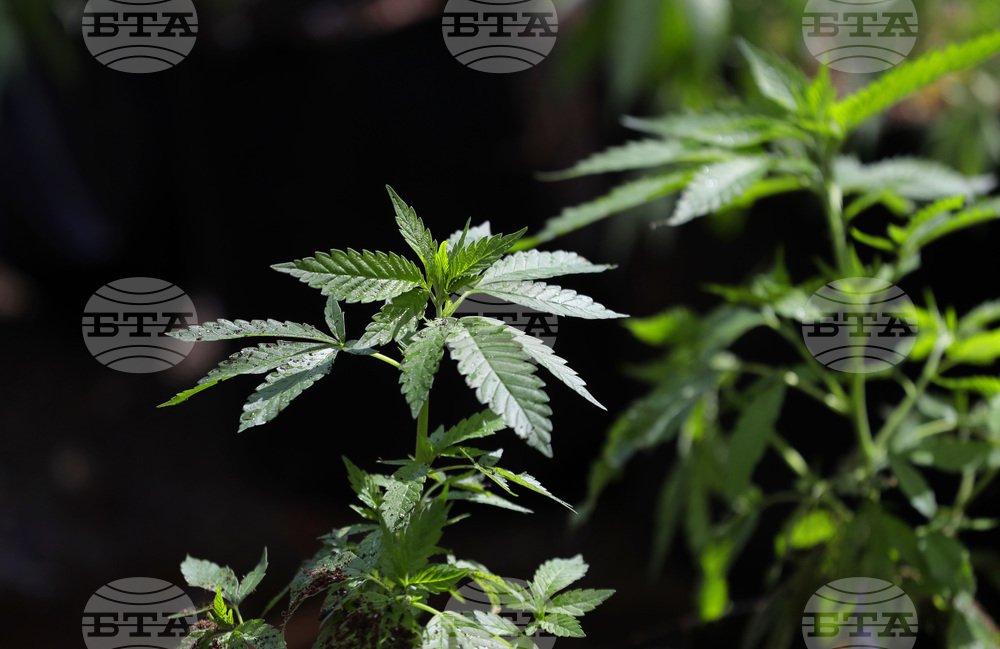 Childhood Trauma Raises Paranoia Risk and THC Consumption in Cannabis Users