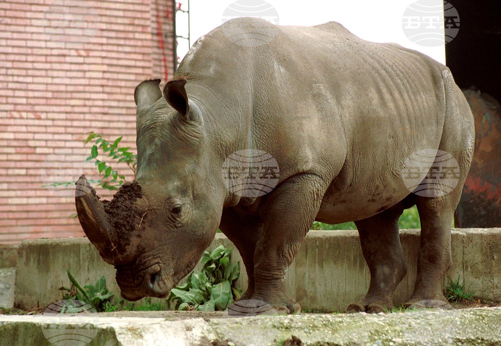 Sofia Zoo celebrates World Rhino Day