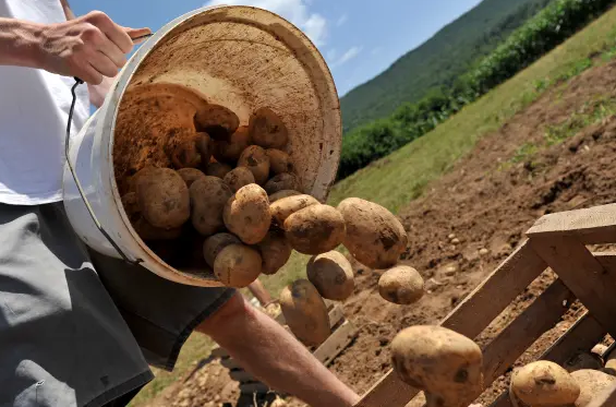 Slovenia's potato market worst in last decade