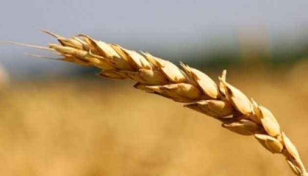 Ukraine farmers advance winter crop campaign