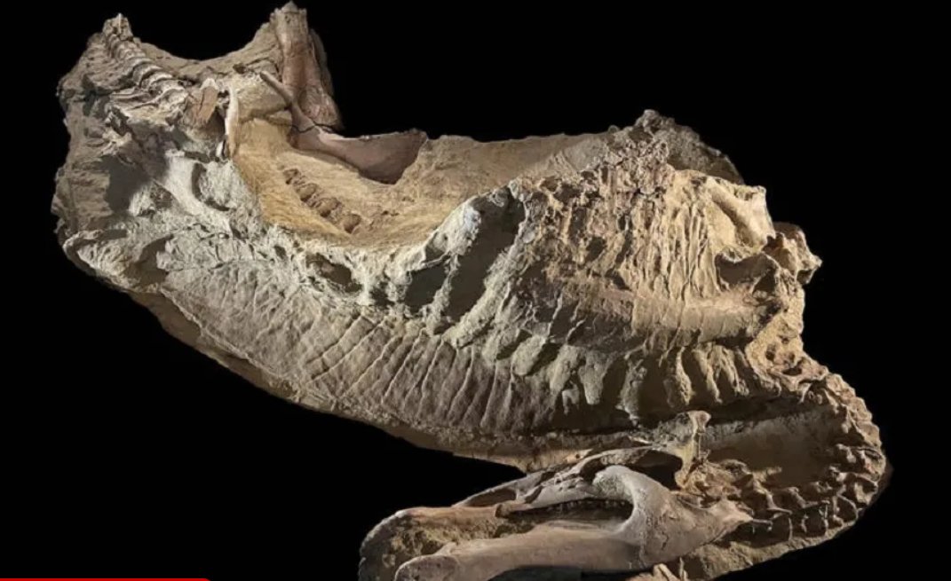 Scientists discover rare mummified dinosaurs in Wyoming