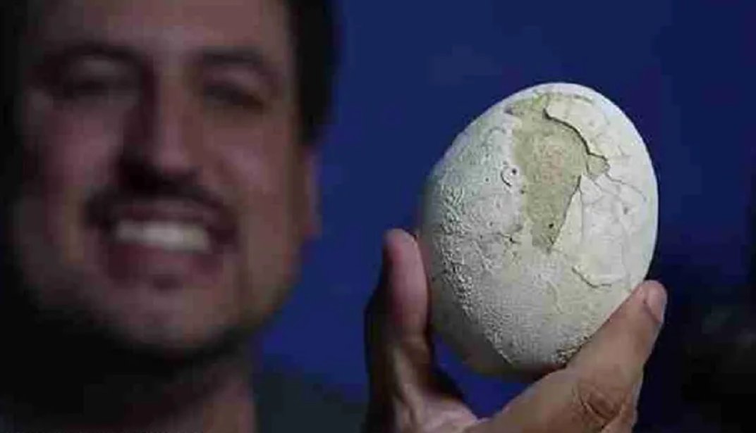 Scientists identify 70-million-year-old dinosaur egg