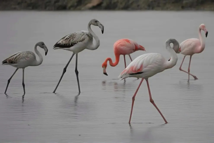 Slovenia records first-ever sighting of American flamingo