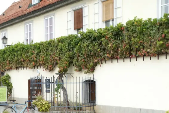 Tibetan vine’s Guinness entry sparks debate in Slovenia