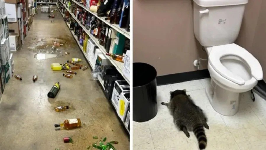 Drunk raccoon breaks into Virginia liquor store