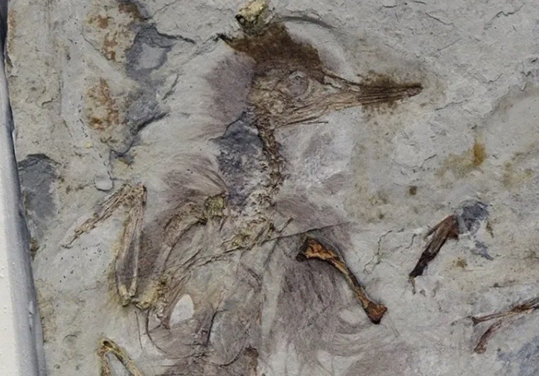 Prehistoric bird left paleontologists with strange medical mystery