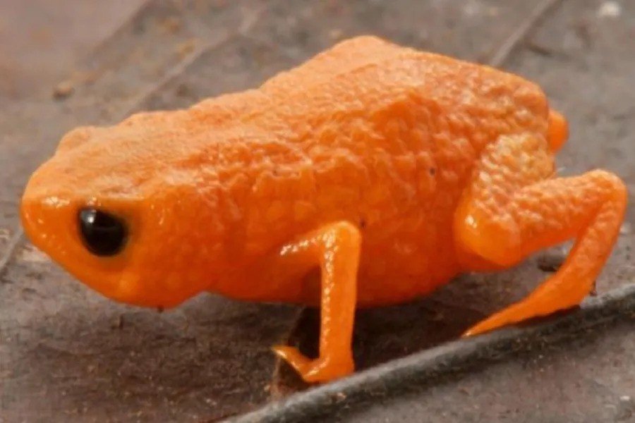 Scientists discover new bright orange frog